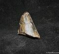 Inch Partial Tyrannosaurid Tooth, T-Rex #1267-1
